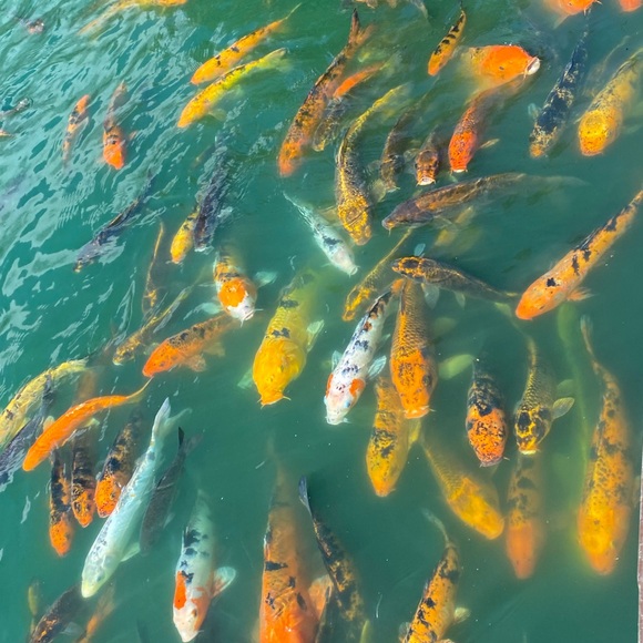 Meet your Posher, Martha - Picture 2 of 2